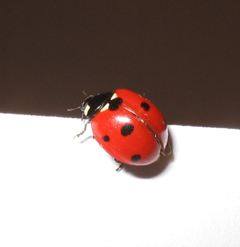 Coccinella in decollo:Coccinella septempunctata